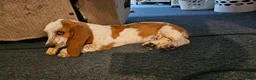Basset Hound dogs for sale: Basset Hound 3 - Ad 10
