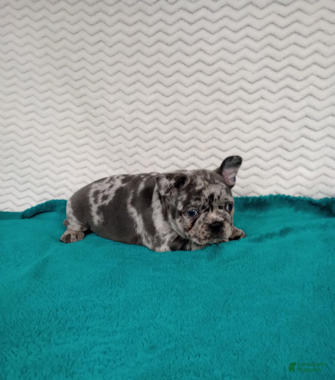 French Bulldog dogs for sale: Hudson  - Ad 2