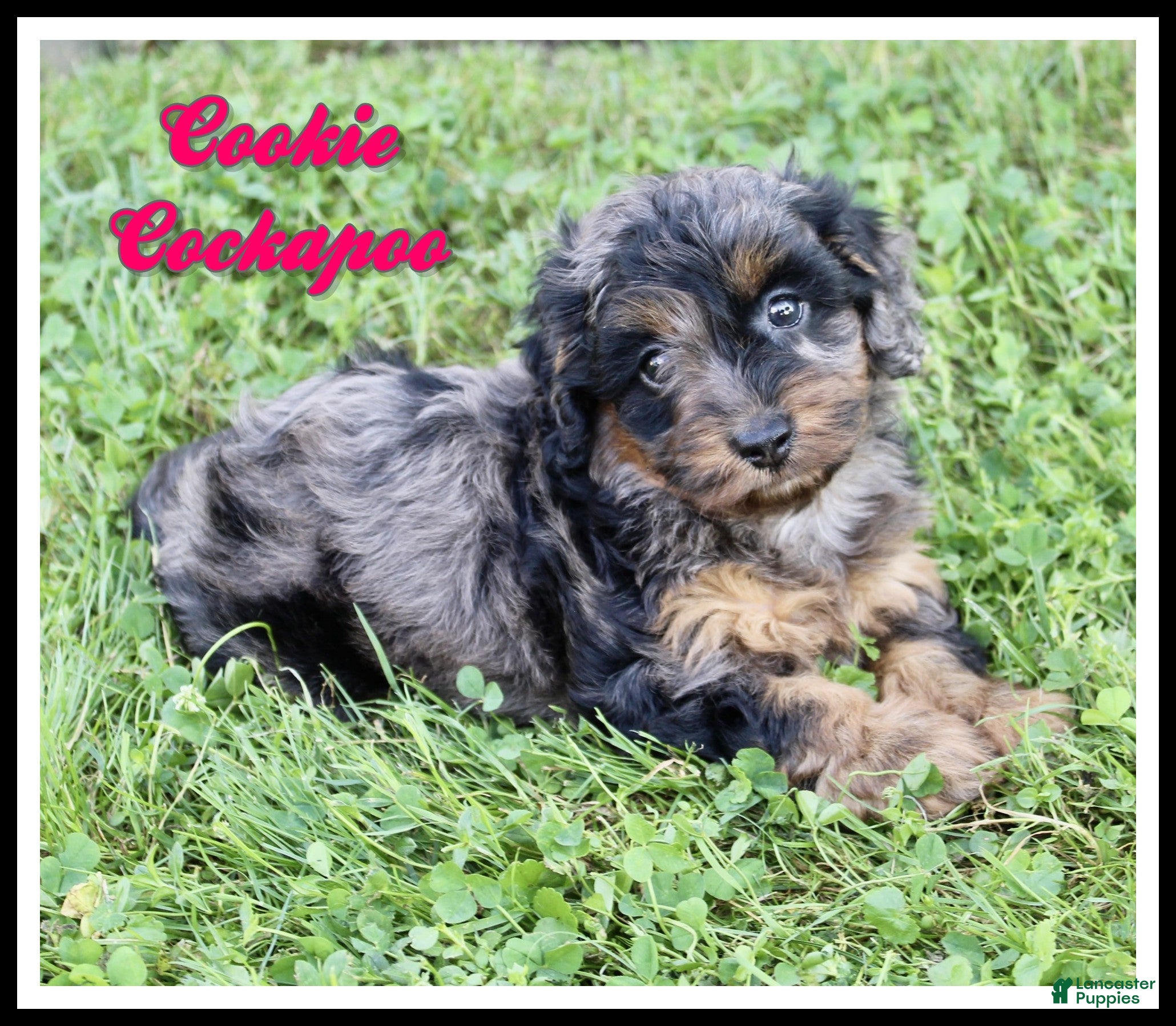 Cockapoo dogs Cookie - Ad 1