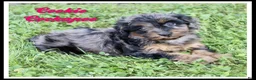 Cockapoo dogs for sale: Cookie - Ad 1