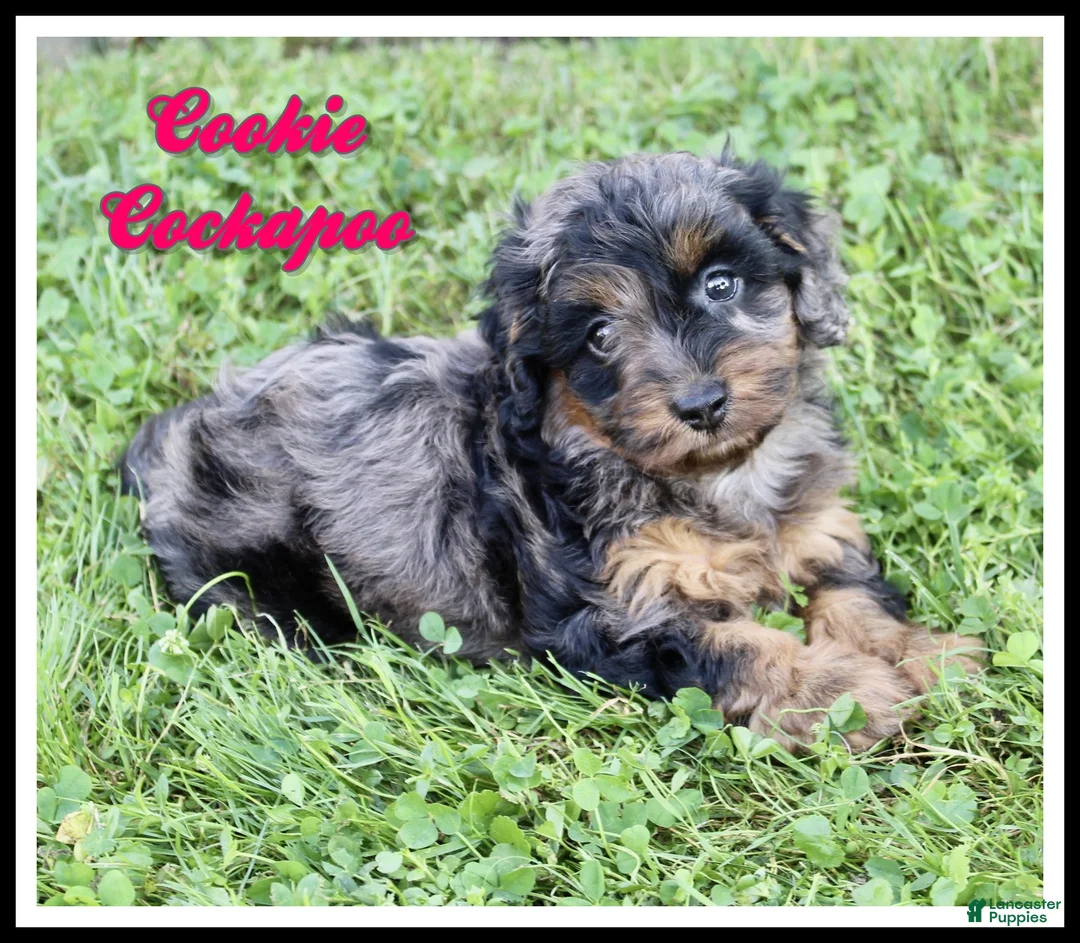 Cockapoo dogs for sale: Cookie - Ad 1