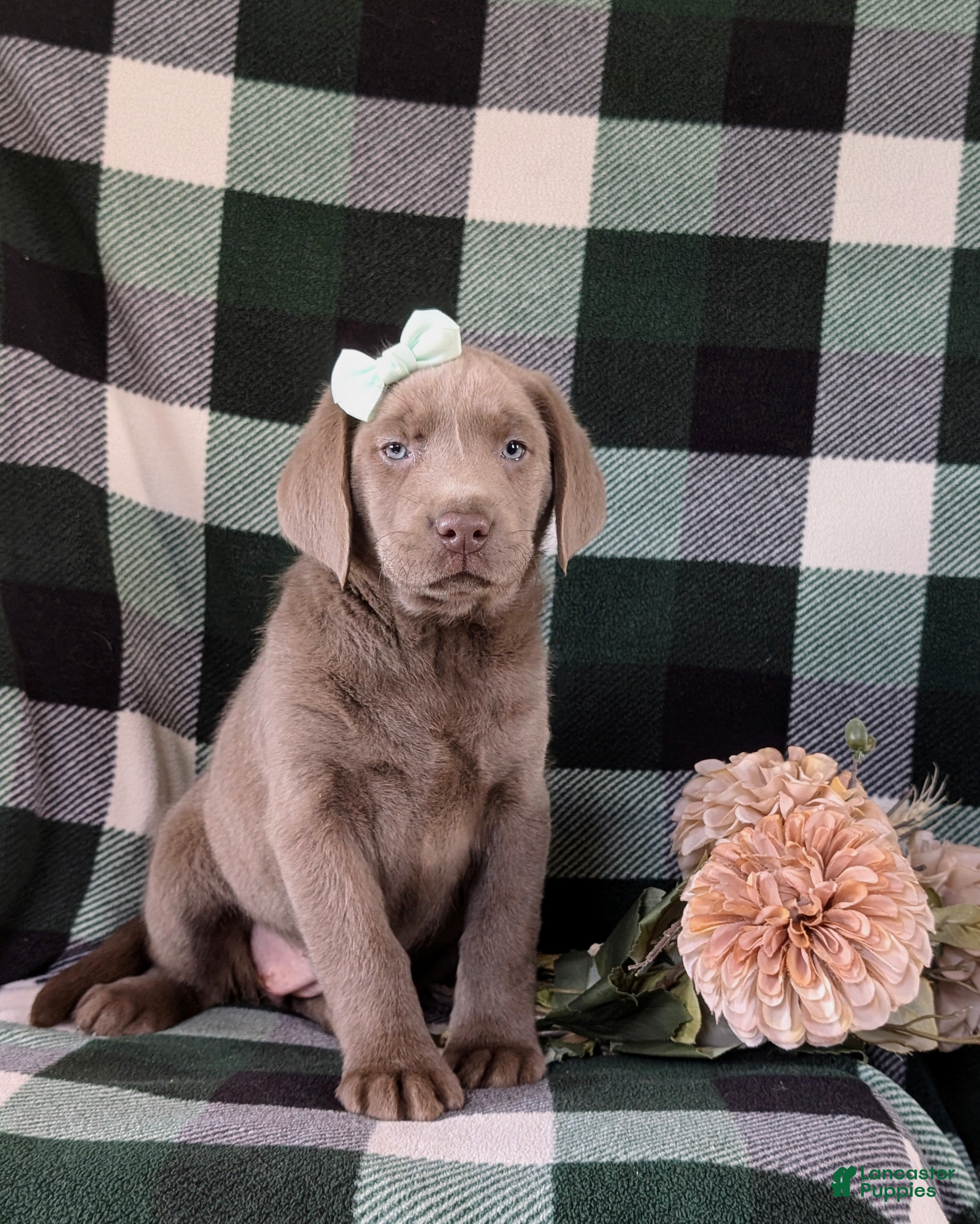 Labrador Retriever dogs Dori AKC Silver Lab - Ad 20
