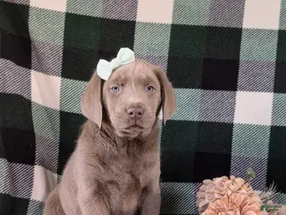 Labrador Retriever dogs Dori AKC Silver Lab - Ad 33