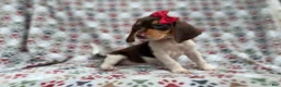 Beagle dogs for sale: Wynona - Ad 9