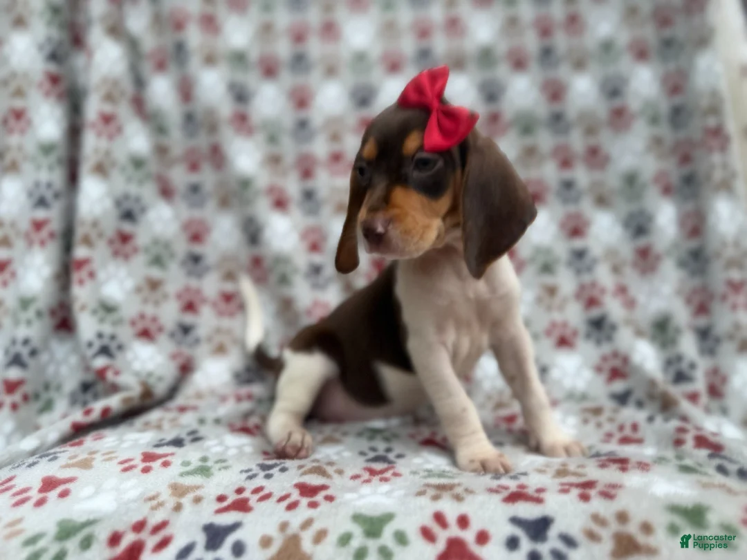 Beagle dogs for sale: Wynona - Ad 9