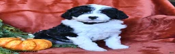 Bernedoodle dogs for sale: Bertha  - Ad 2