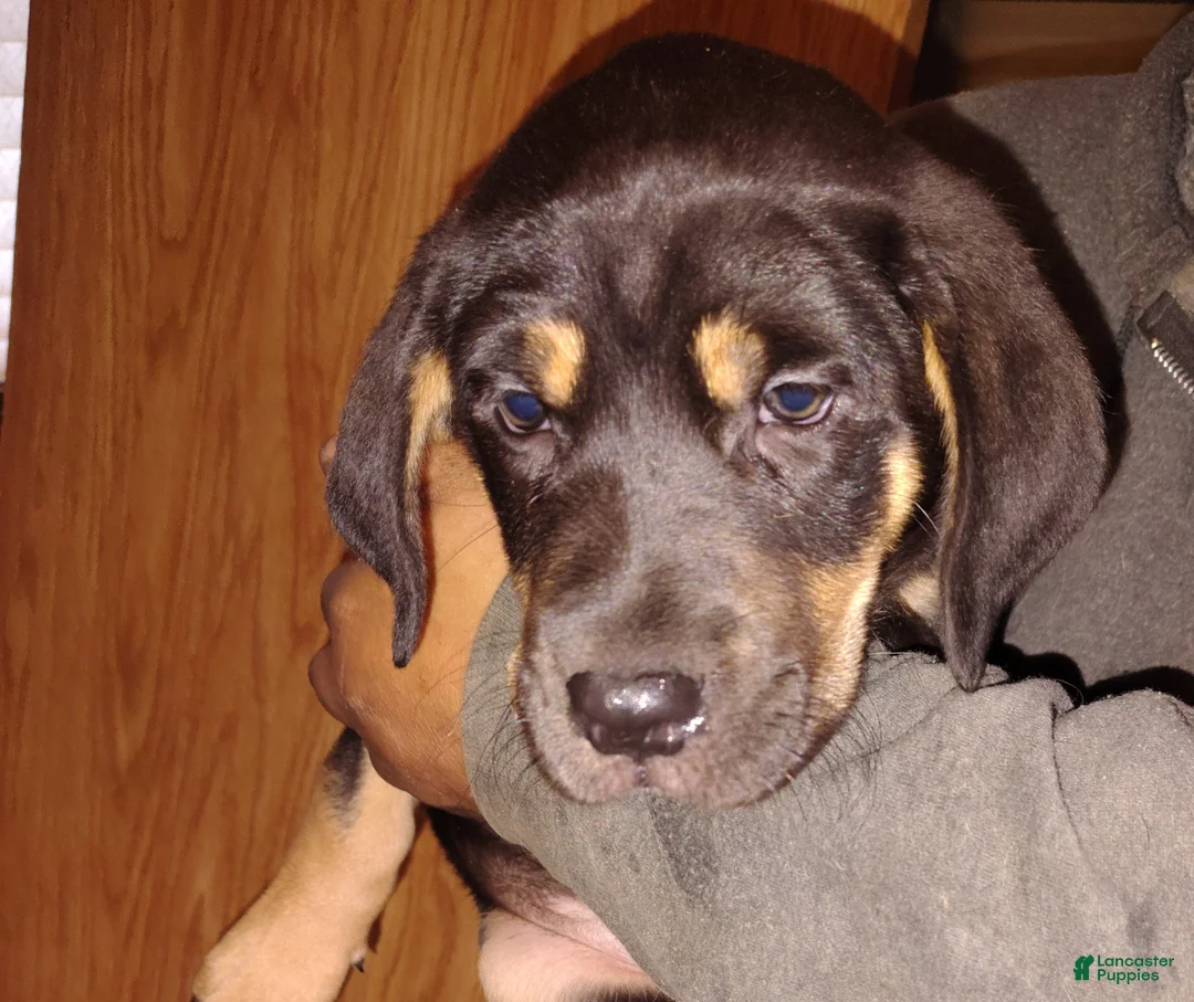 Mixed Breed dogs for sale: Bailey - Ad 1