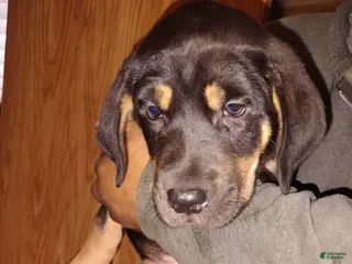 Mixed Breed dogs Bailey - Ad 9