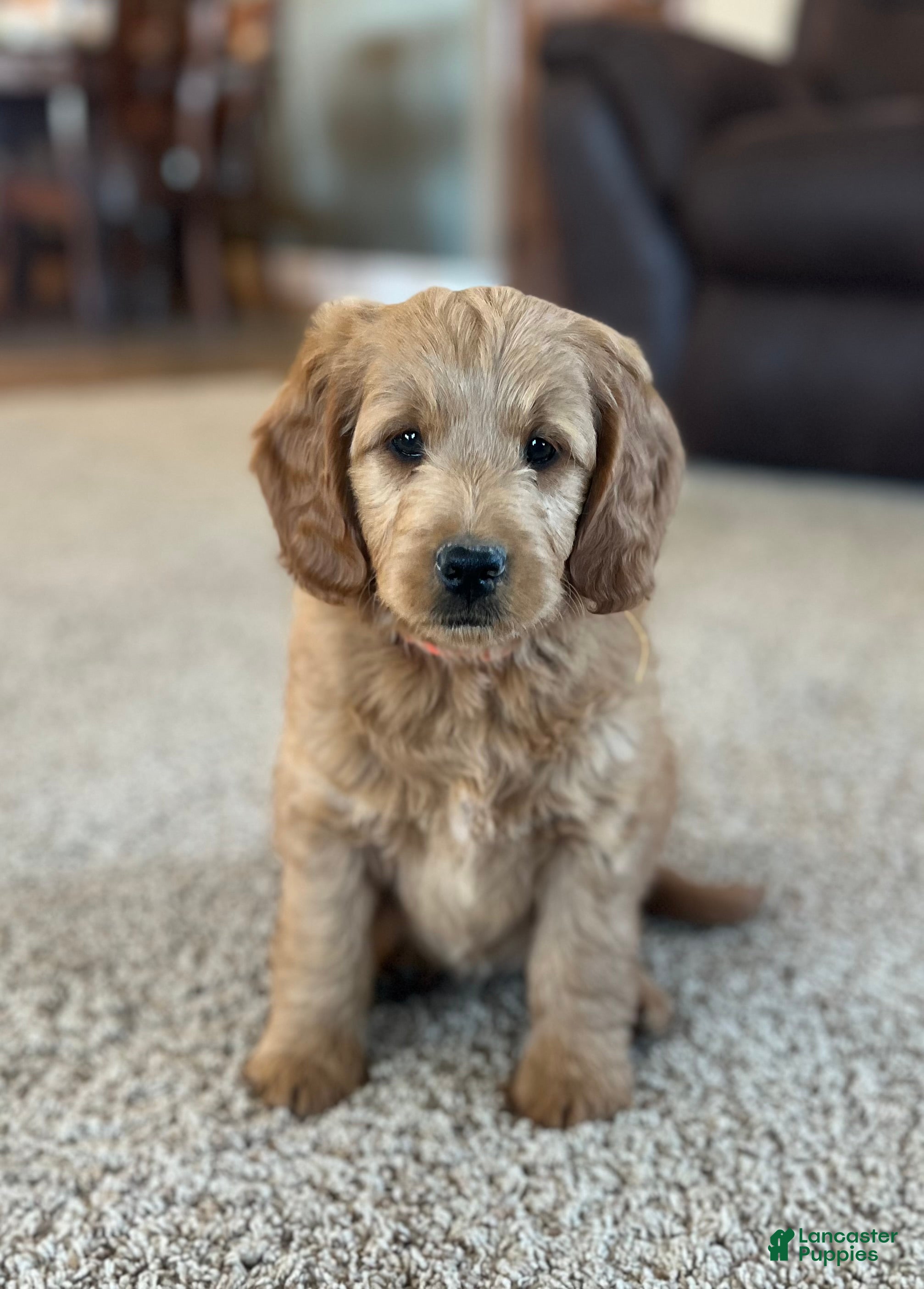 Mini Goldendoodle dogs for sale: Rusty - Ad 1