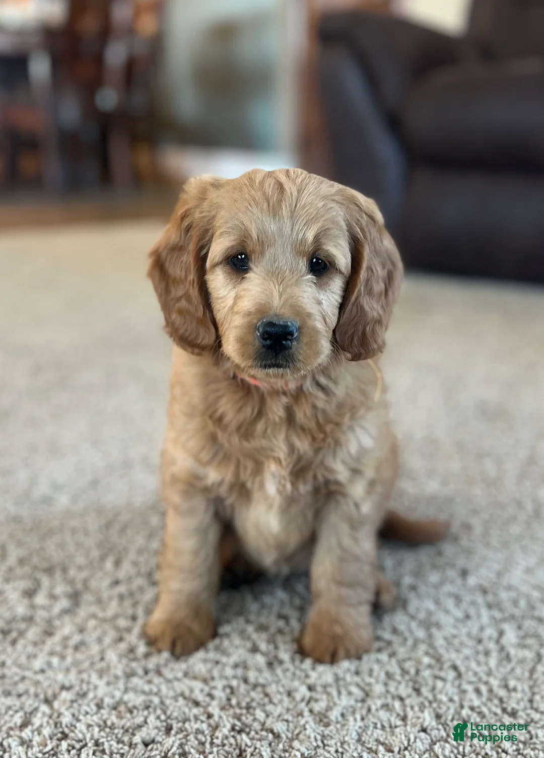 Mini Goldendoodle dogs for sale: Rusty - Ad 1