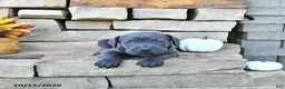 Cane Corso dogs for sale: Ozzy - Ad 3