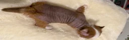 Chihuahua dogs for sale: Chihuahua Puppy 1 - Ad 3