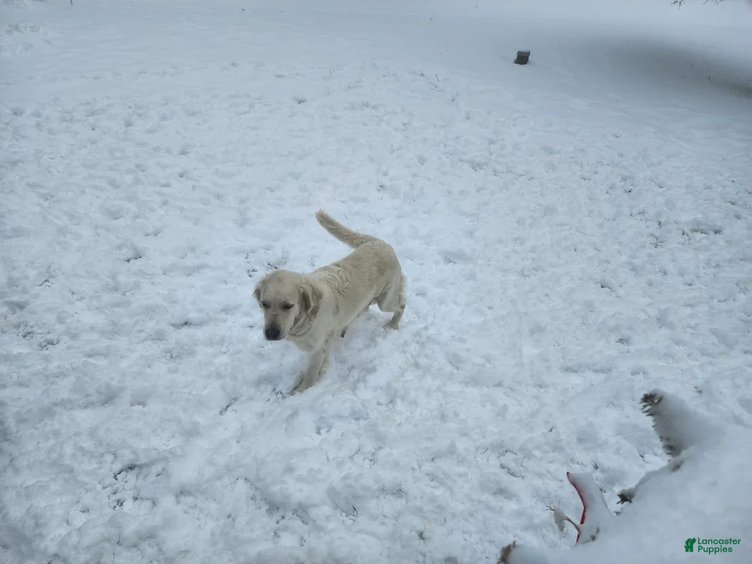 Goldador dogs for sale: Goldador Puppy 1 - Ad 2