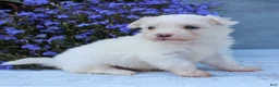Maltese dogs for sale: Mochi - Ad 3
