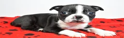 Boston Terrier dogs for sale: Piper - Ad 7