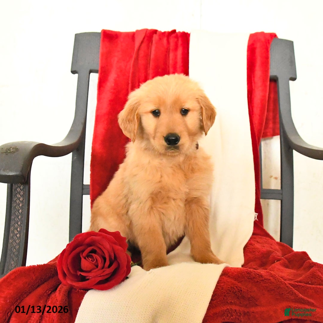 Golden Retriever dogs for sale: Joel - Ad 2