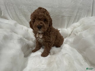 Mini Goldendoodle dogs Petite Mini Goldendoodle Caramel Spice - Ad 34