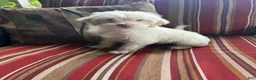 Shihpoo dogs for sale: Kevin - Ad 1