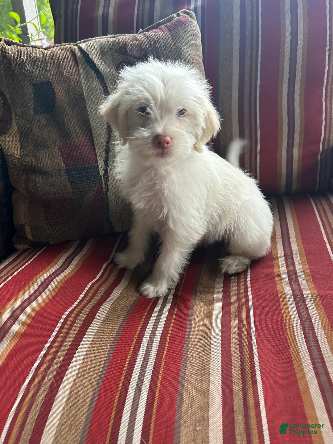Shihpoo dogs for sale: Kevin - Ad 1