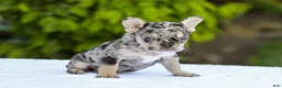 French Bulldog dogs for sale: Joy - Ad 7