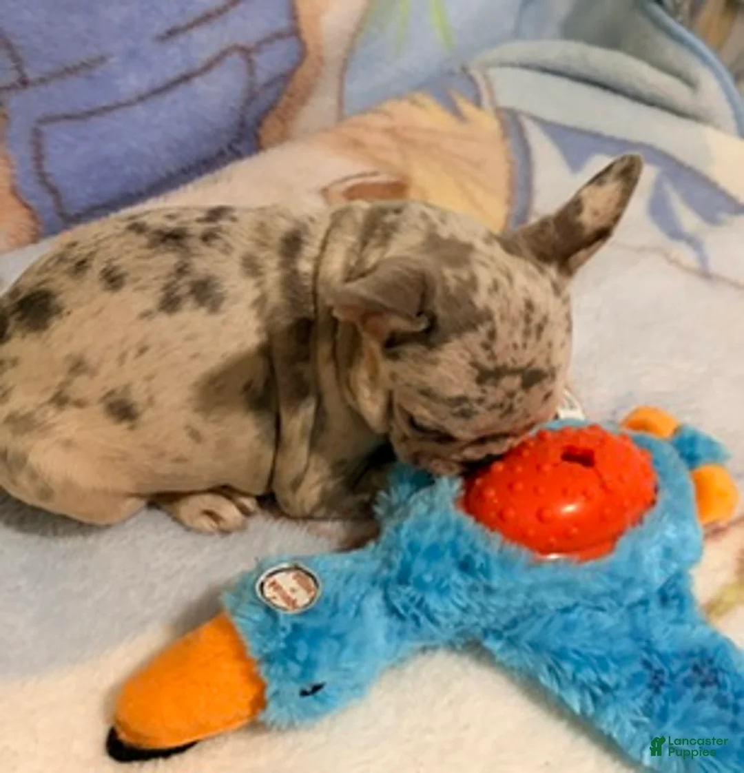 French Bulldog dogs for sale: Tally - Ad 6