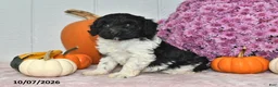 Cockapoo dogs for sale: Rover - Ad 5