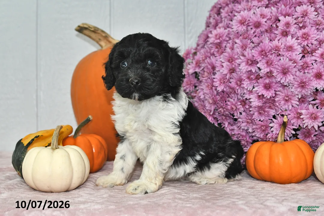 Cockapoo dogs for sale: Rover - Ad 5