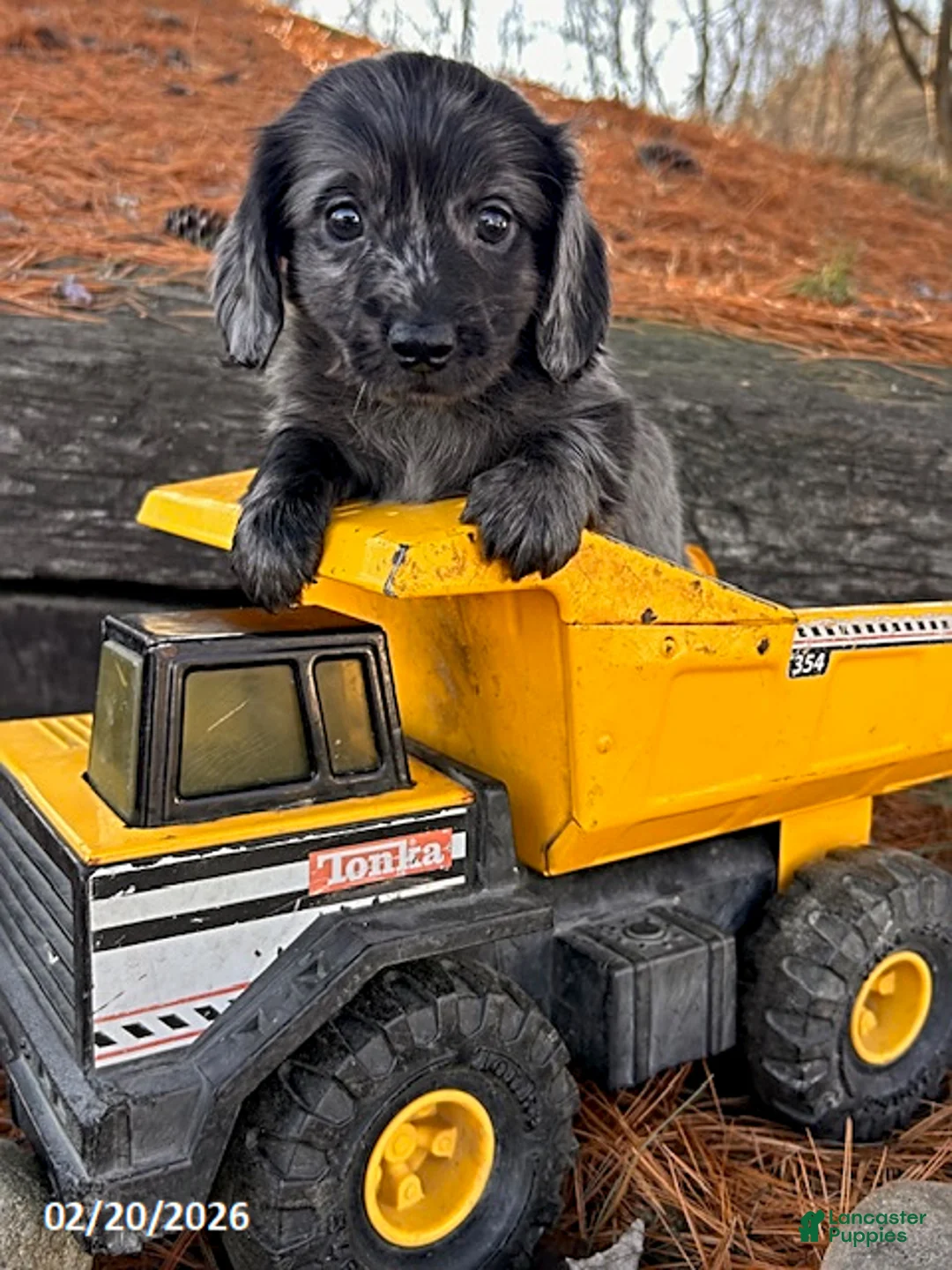 Miniature Dachshund dogs for sale: Ollie - Ad 1