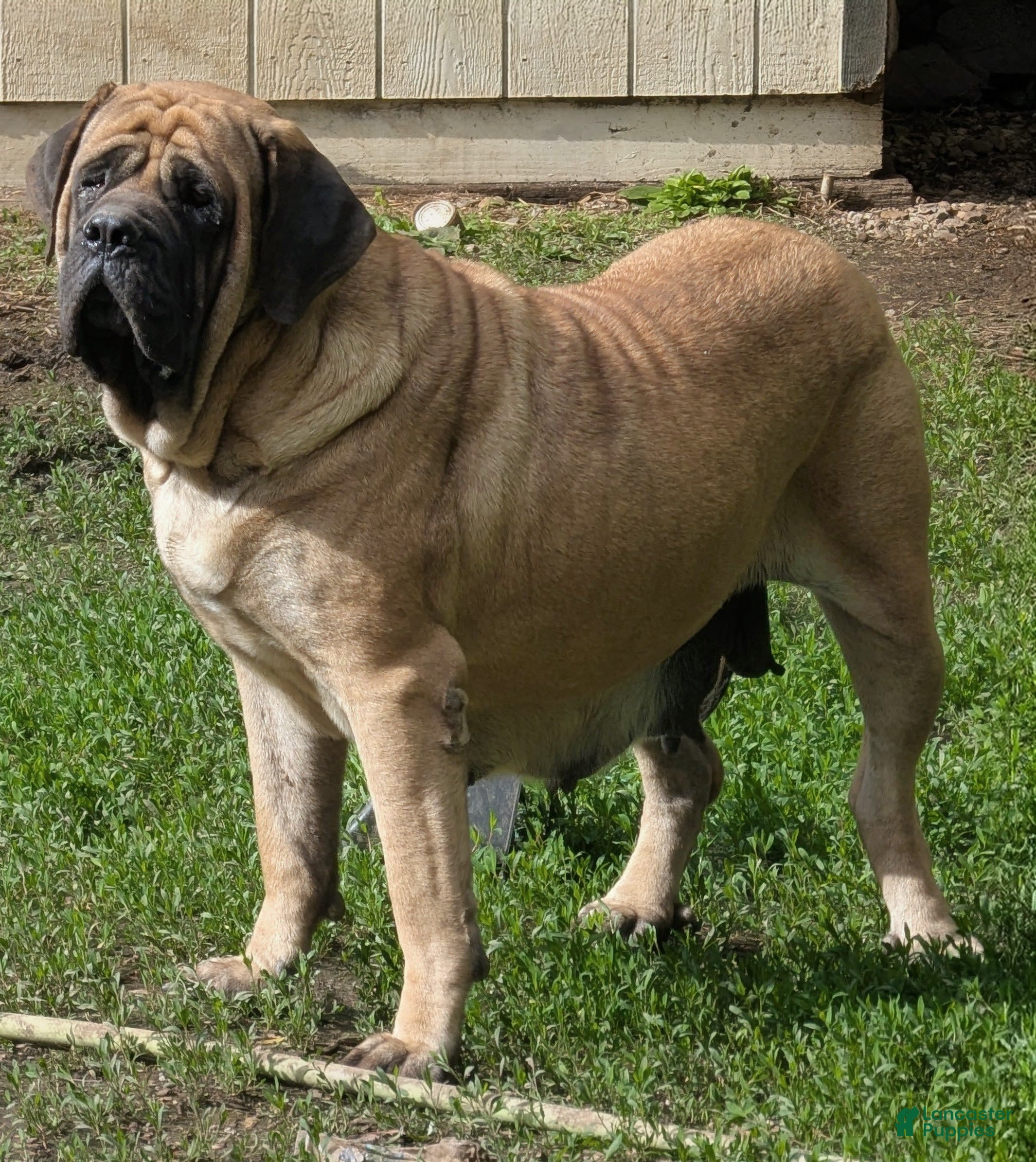 Coco