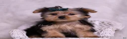 Yorkshire Terrier dogs for sale: Skeeter - Ad 2