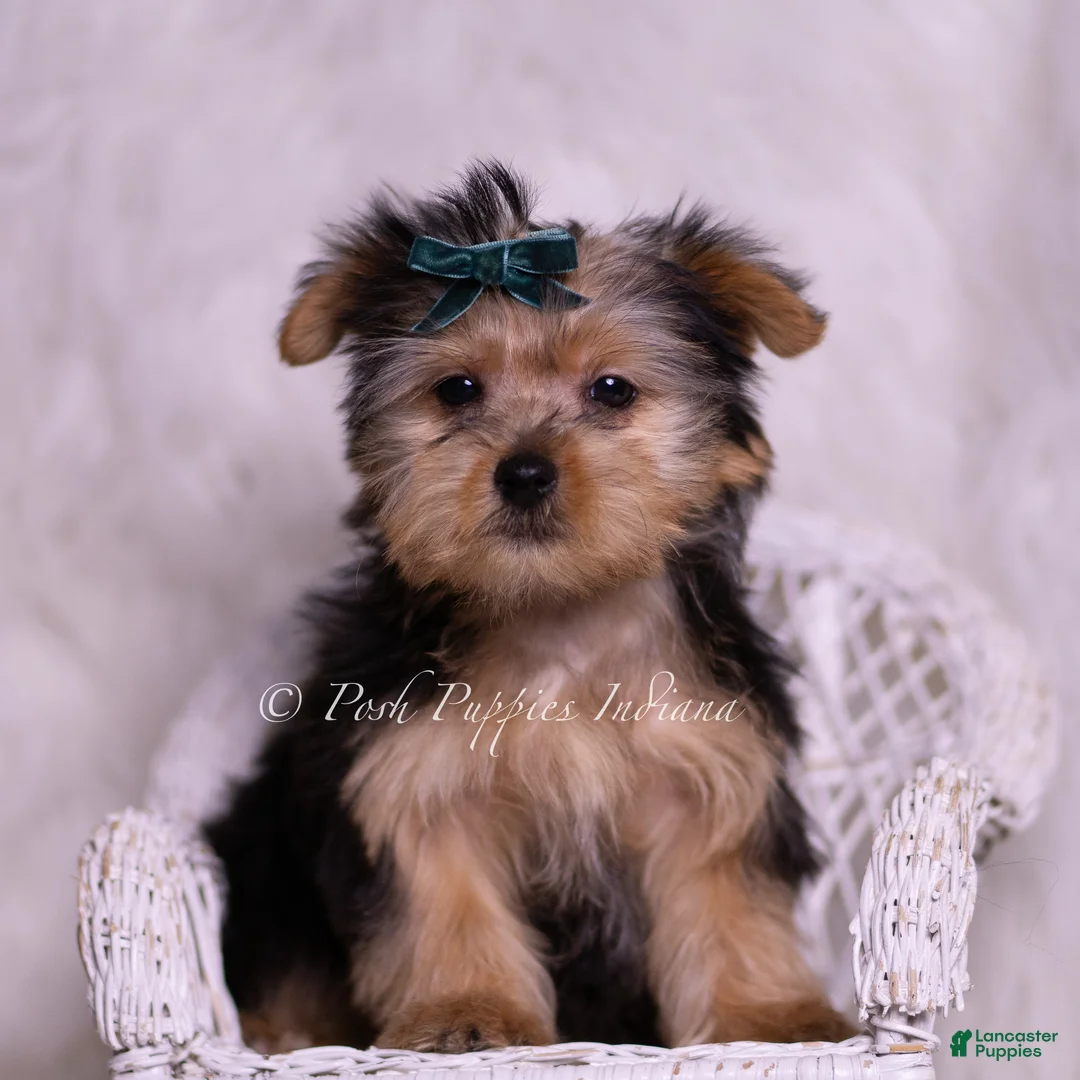 Yorkshire Terrier dogs for sale: Skeeter - Ad 2