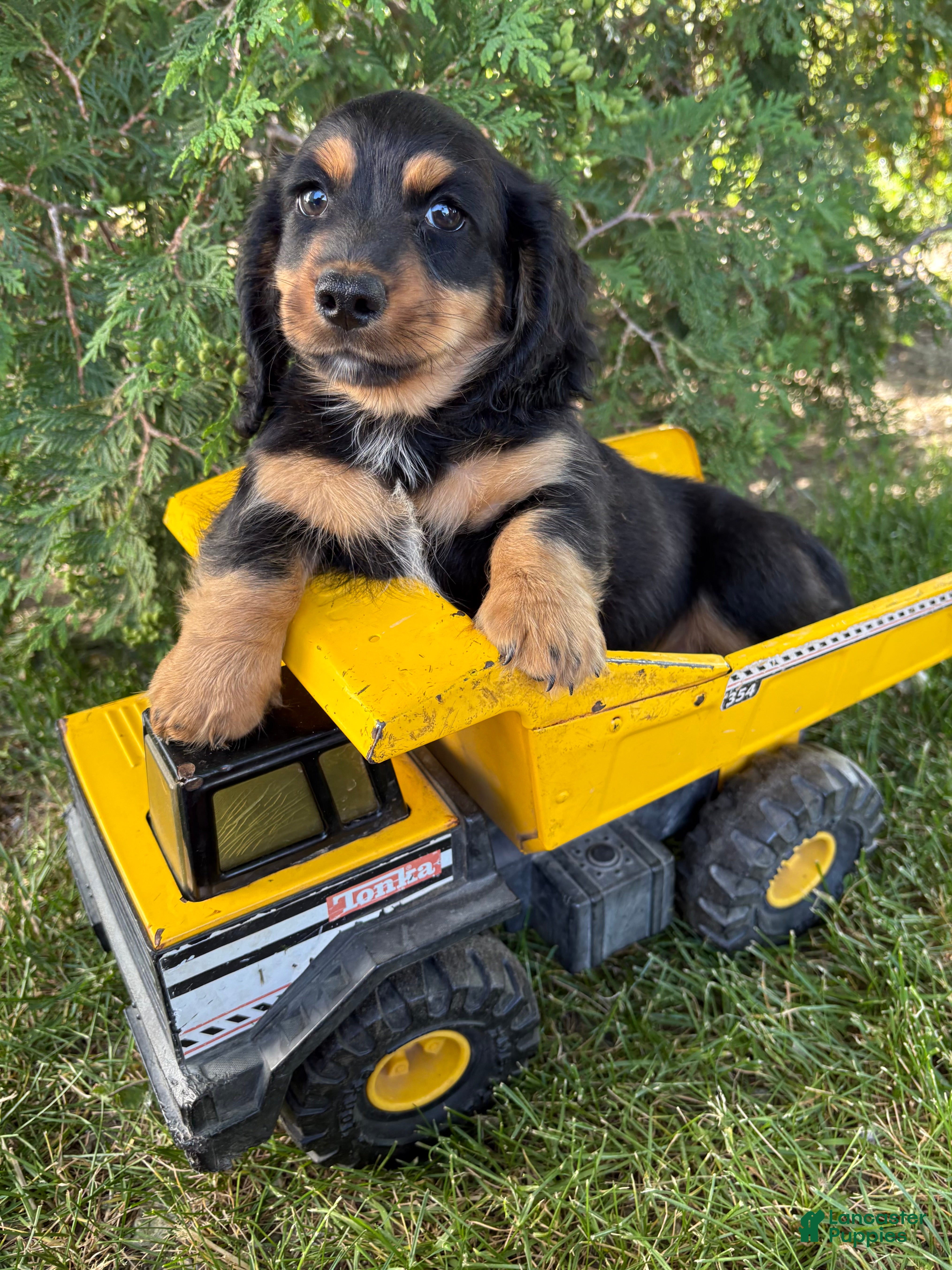 Dachshund dogs Bear - Ad 1