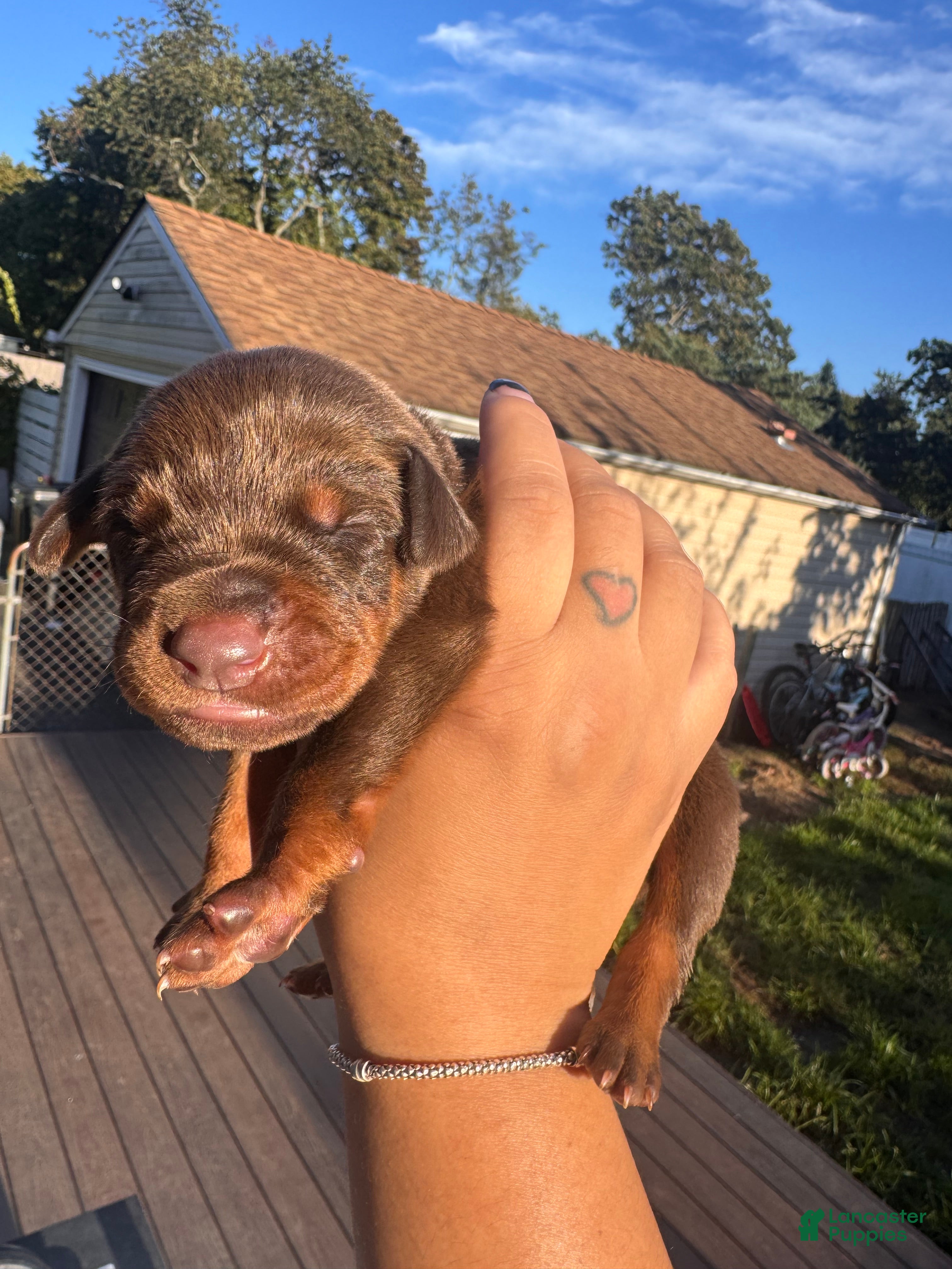 Doberman Pinscher dogs Doberman Pinscher 3 - Ad 41