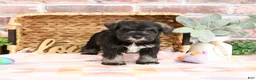 Miniature Schnauzer dogs for sale: Kanga  - Ad 3