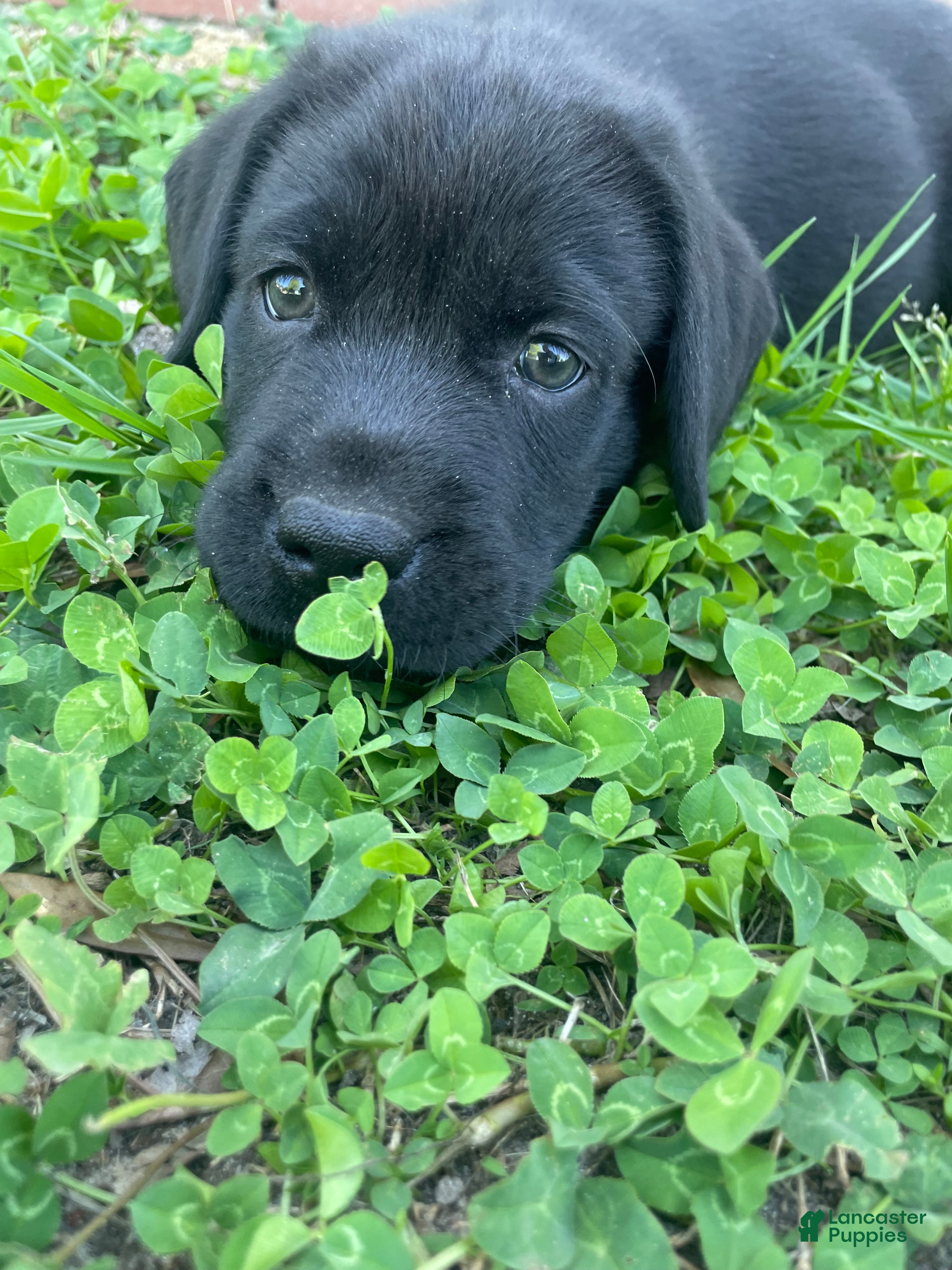 Labrador Retriever dogs for sale: Labrador Retriever Puppy 1 - Ad 2