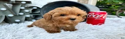 Cavapoo dogs for sale: Apple - Ad 14