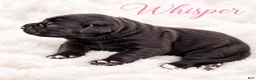 Cane Corso dogs for sale: Whisper  - Ad 3