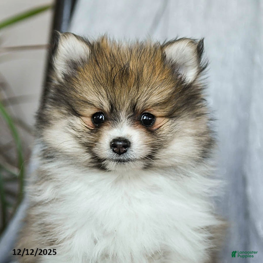 Pomeranian dogs for sale: Felix - Ad 5