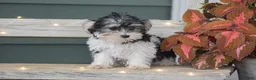 Morkie dogs for sale: Sarah - Ad 7