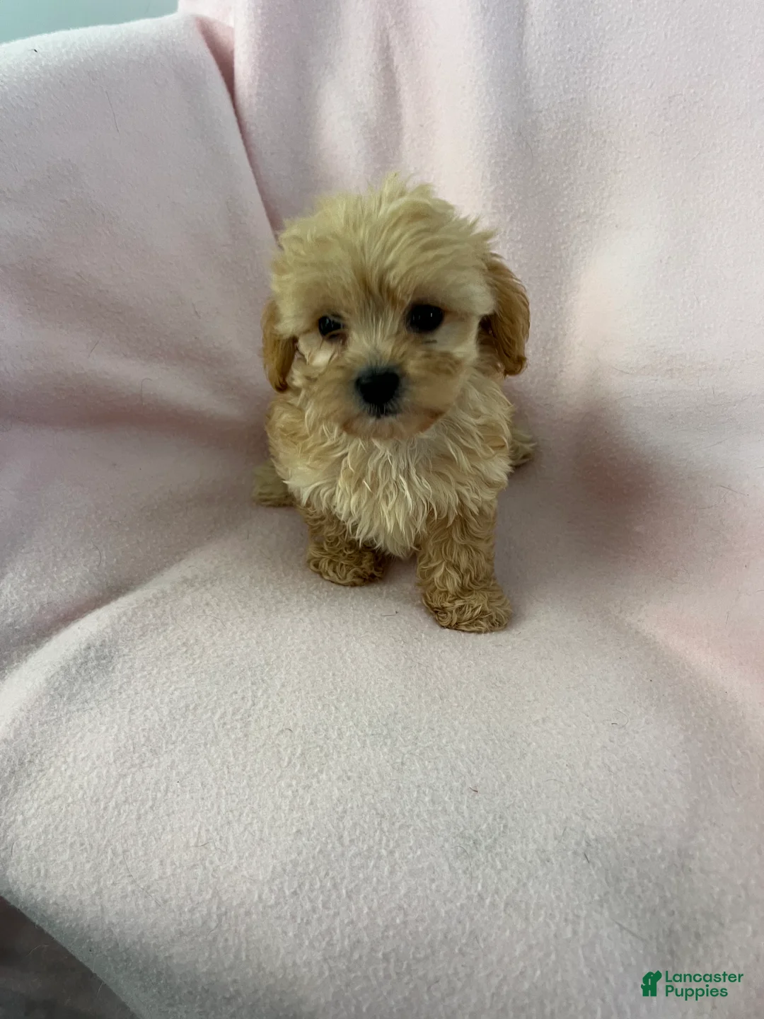 Shihpoo dogs for sale: Trudy Girl-Shihpoo 1 - Ad 6