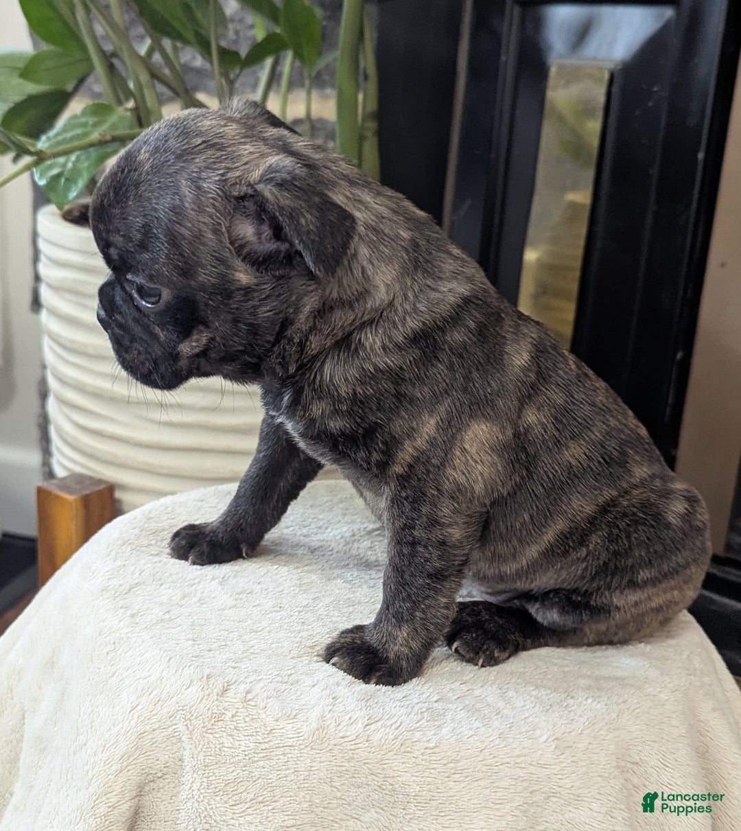 Mixed Breed dogs for sale: Tilly - Ad 5