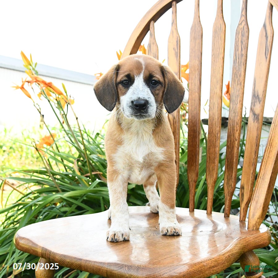 Shepherd Beagle Puppies for sale Lancaster Puppies