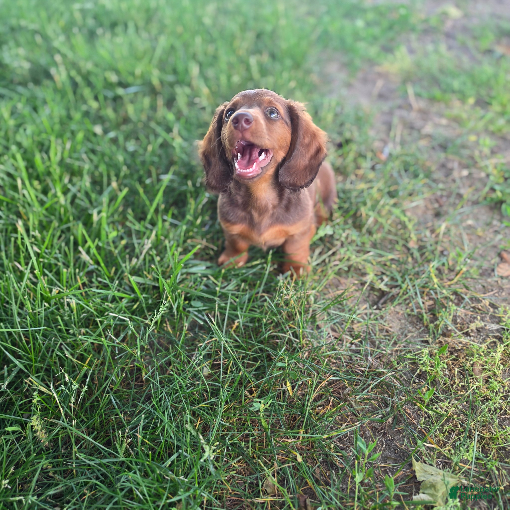 Miniature Dachshund dogs Cloe - Ad 1
