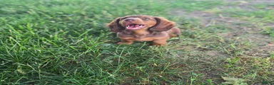 Cloe