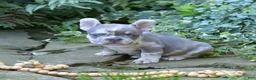 French Bulldog dogs for sale: Aspen - Ad 10