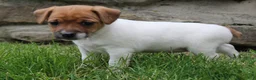 Jack Russell Terrier dogs for sale: Zoey - Ad 7