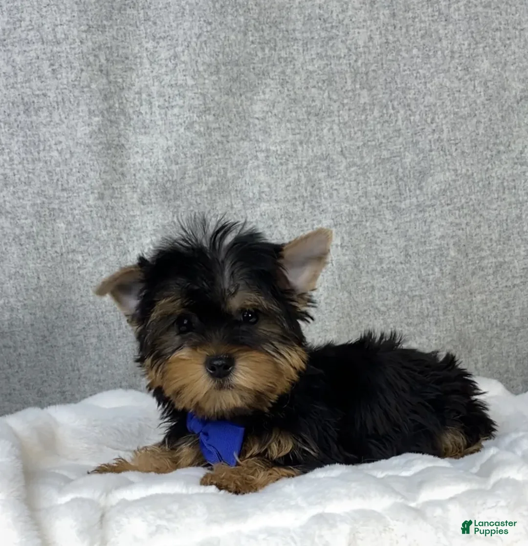 Yorkshire Terrier dogs for sale: Dakota - Ad 2