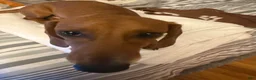 Dachshund dogs for sale: Dax - Ad 4