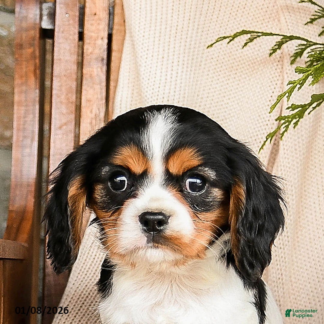 Cavalier King Charles Spaniel dogs for sale: Reeses - Ad 4