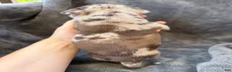 American Bully dogs for sale: Raven - Ad 5